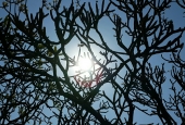 IIP Online Student Photography